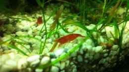 aquarium-von-rozan-mein-erstes-nano-becken_Red Fire