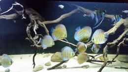 aquarium-von-bernd-n--wurzelbiotop-2-nur-noch-als-beispiel_