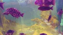 aquarium-von-arielle-merlins-tanganjika-traum_Qualli ist hier nicht so besonders 