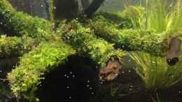 aquarium-von-ayahuasca-i-love-leaves-_Moos aufgebunden und geklebt