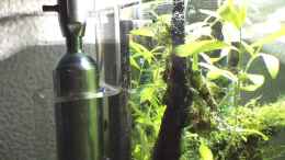 aquarium-von-ayahuasca-i-love-leaves-_ADA Clear Stand