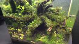 aquarium-von-ayahuasca-i-love-leaves-_Klee eingesetzt