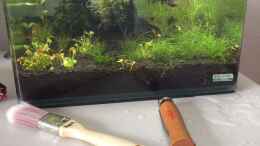 aquarium-von-ayahuasca-i-love-leaves-_Simse2 raus, Klee rein