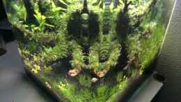 aquarium-von-ayahuasca-i-love-leaves-_Nahtlos 