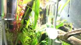 aquarium-von-ayahuasca-i-love-leaves-_KW01/15