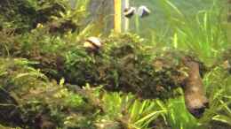 aquarium-von-ayahuasca-i-love-leaves-_Schnecke auf moos