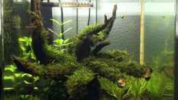 aquarium-von-ayahuasca-i-love-leaves-_3 Wochen