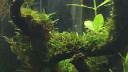aquarium-von-ayahuasca-i-love-leaves-_Moos faengt an zu wachsen