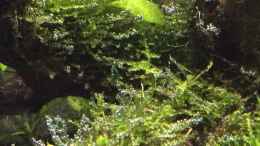 aquarium-von-ayahuasca-i-love-leaves-_