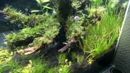 aquarium-von-ayahuasca-i-love-leaves-_von rechts