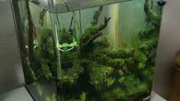 aquarium-von-ayahuasca-i-love-leaves-_Monat 1: Blyxia, Valisnerie, Simse, Wasserfreund gesetzt