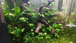 aquarium-von-ayahuasca-i-love-leaves-_