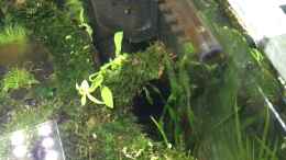 aquarium-von-ayahuasca-i-love-leaves-_Dennerle Eckfilter, 2 Watt - Wasserfreund Tag1