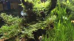 aquarium-von-ayahuasca-i-love-leaves-_Schnitt