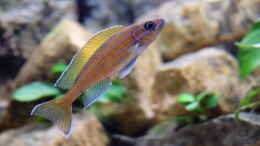 aquarium-von-harald-goetz-blue-neon--multi-amp--co--2021-aufgeloest_Paracyprichromis nigripinnis -blue Neon- Männchen (2015)