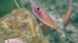 aquarium-von-harald-goetz-blue-neon--multi-amp--co--2021-aufgeloest_Paracyprichromis - Weibchen mit Jungfischen im Maul (2015)