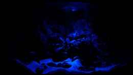 aquarium-von-harald-goetz-blue-neon--multi-amp--co--2021-aufgeloest_im Mondschein - Jan 2015