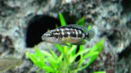 Aquarium einrichten mit Julidochromis transcriptus Bemba