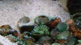aquarium-von-harald-goetz-blue-neon--multi-amp--co--2021-aufgeloest_Multi-Winzlinge (2015)