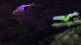 aquarium-von-florian-bandhauer-suvadee-of-south-asia_Keilfleckbärbling Trigonostigma heteromorpha