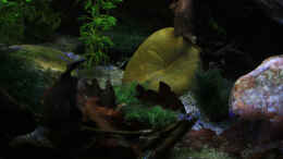 aquarium-von-florian-bandhauer-suvadee-of-south-asia_In der Dämmerung ein Ausschnitt aus dem Bodengrund, ein wir