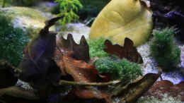 aquarium-von-florian-bandhauer-suvadee-of-south-asia_Laub in Form von Eichen und Buchenblättern im ganzen Becken