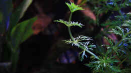 Foto mit Die wunderschöne - Limnophila sessiliflora  Kleine Ambulia  