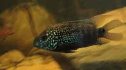 aquarium-von-laura-central-american-river_Rocio Octofasciatum 25.10.14