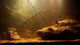 aquarium-von-laura-central-american-river_Meekis Home 24.10.14