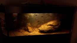 aquarium-von-laura-central-american-river_fish taaank :) 24.10.14