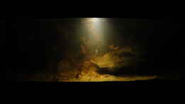 aquarium-von-laura-central-american-river_29.6.14 (mit Sera blackwater aquatan)