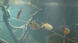 aquarium-von-laura-central-american-river_Hyphessobrycon anisitsi 