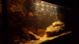 aquarium-von-laura-central-american-river_21.8.14