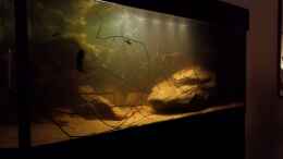 aquarium-von-laura-central-american-river_24.10.14