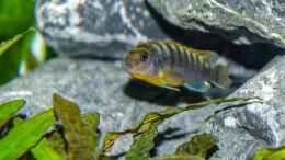 aquarium-von-st3aman-green-malawi-scape_Labidochromis Hongi red top
