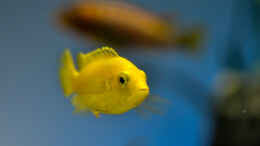 aquarium-von-st3aman-green-malawi-scape_Labidochromis caeruleus