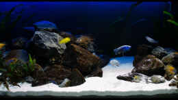 aquarium-von-st3aman-green-malawi-scape_