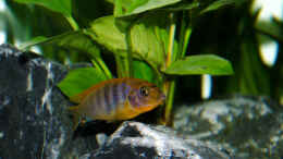 Foto mit Labidochromis Hongi red top