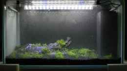 aquarium-von-alfur-dry-start-scape-mein-nanoprojekt_Erstbepflanzung ++ let it grow