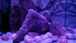 aquarium-von-sambia-little-orinoko-river_??bergang zum Mondlicht