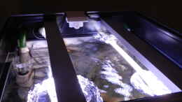 aquarium-von-sambia-little-orinoko-river_Abdunkelung: Seerosenblätter aus Alufolie auf zwei Alusch