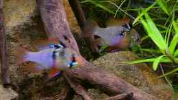 aquarium-von-sambia-little-orinoko-river_...darum heißen sie Schmetterlinge - sie leuchten in alle