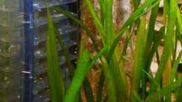 aquarium-von-sambia-little-orinoko-river_CO2-Flipper (...mit neugierigem Rami....ob er zählen kann