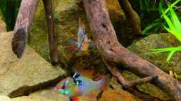 aquarium-von-sambia-little-orinoko-river_Beide Schmetterlinge balzen im Reviermittelpunkt