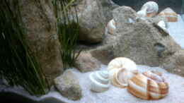 aquarium-von-sambia-little-orinoko-river_Beckenansicht von links
