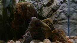 aquarium-von-sambia-little-orinoko-river_11.08.14 geänderte Lichtverhältnisse mit Alu-Seerosenblä