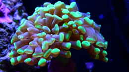 aquarium-von-nano-jojo-jojos-nano-riff_Euphyllia Nr2 diesmal mit leuchtend grünen Spitzen :)