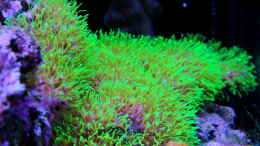 aquarium-von-nano-jojo-jojos-nano-riff_Röhrenkoralle, wächst schnell und bildet einen schönen Ra