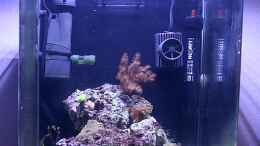 aquarium-von-nano-jojo-jojos-nano-riff_Becken nach etwa 2 Monaten