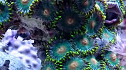aquarium-von-nano-jojo-jojos-nano-riff_sehr gut wachsende grüne Krustenaneomnen